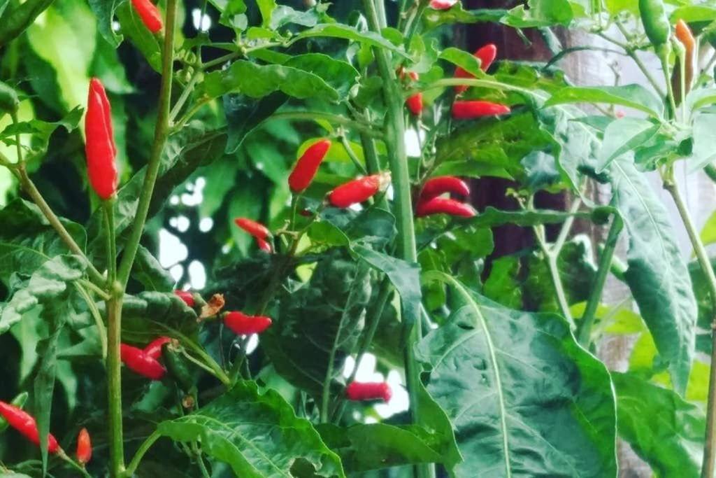 Condominio Shambala Piri Pirenópolis Kültér fotó